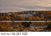 Утка. Стоковое фото, фотограф Данила Савченко / Фотобанк Лори