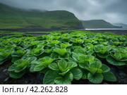 Landscape of subantarctic island with megaherbs in the foreground. Стоковое AI-изображение, AI-художник Евгений Харитонов / Фотобанк Лори