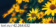 Banner with yellow false sunflower in summer flower garden. Стоковое фото, фотограф Александра Конопля / Фотобанк Лори