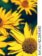 False yellow sunflower grows in summer flower garden. Стоковое фото, фотограф Александра Конопля / Фотобанк Лори