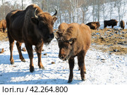 Стадо европейских зубров, пасущихся в зимних горах, крупным планом. Республика Алтай, Россия. Стоковое фото, фотограф Наталья Волкова / Фотобанк Лори