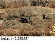 Jharkot, Nepal - November 17, 2015: Nepalese family with the help of a bull plowing the land in late autumn. Редакционное фото, фотограф VittoriaChe / Фотобанк Лори