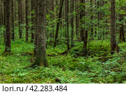 Forest landscape with trunks of spruce trees. Стоковое фото, фотограф Андрей Степанов / Фотобанк Лори