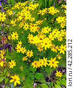 Кореопсис мутовчатый (лат. Coreopsis verticillata) (2023 год). Редакционное фото, фотограф stargal / Фотобанк Лори