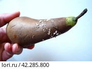 The pear became moldy. A mold or mould. The dust-like, colored appearance of molds is due to the formation of spores containing fungal secondary metabolites. Perishable food products. White background. Стоковое фото, фотограф Юлия Петровская / Фотобанк Лори