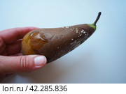 The pear became moldy. A mold or mould. The dust-like, colored appearance of molds is due to the formation of spores containing fungal secondary metabolites. Perishable food products. White background. Стоковое фото, фотограф Юлия Петровская / Фотобанк Лори