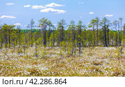 Landscape photo with swamp and blooming Eriophorum vaginatum. Стоковое фото, фотограф EugeneSergeev / Фотобанк Лори