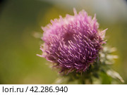 Carduus crispus) is a species of dicotyledonous plants of the genus Thistle (Carduus) of the family Asteraceae (Asteraceae). Plant of Australia by Swedish taxonomist Carl Linn in 1753. Стоковое фото, фотограф Evgenii Predibailo / Фотобанк Лори