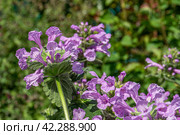 Purple Betonica flowres. Стоковое фото, фотограф Анна Павлова / Фотобанк Лори