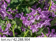 Purple Betonica flowres. Стоковое фото, фотограф Анна Павлова / Фотобанк Лори