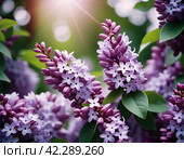 Syringa flowering woody plants in the olive family or Oleaceae called lilac. The flowers grow in large panicles and have a strong fragrance. Advertising of perfume, deodorizing and flavoring products. Стоковое AI-изображение, AI-художник Юлия Петровская / Фотобанк Лори