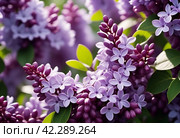 Syringa flowering woody plants in the olive family or Oleaceae called lilac. The flowers grow in large panicles and have a strong fragrance. Advertising of perfume, deodorizing and flavoring products. Стоковое AI-изображение, AI-художник Юлия Петровская / Фотобанк Лори