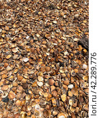 Seashells on a shelly beach in Derbent. Seashells background. Стоковое фото, фотограф Olesya Vlasova / Фотобанк Лори