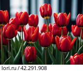 tulip Tulipa bulbous herbs in lily family Liliaceae. Tulips garden flowers cultivars and varieties. Flowers delicate bright reddish red color. Beautiful buds. Landscaping. Variety hybrids. Flower bed. Стоковое AI-изображение, AI-художник Юлия Петровская / Фотобанк Лори