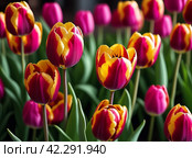 tulip Tulipa bulbous herbs in lily family Liliaceae. Tulips garden flowers cultivars and varieties. Flowers delicate bright reddish red color. Beautiful buds. Landscaping. Variety hybrids. Flower bed. Стоковое AI-изображение, AI-художник Юлия Петровская / Фотобанк Лори