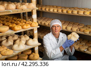 Cheesemaker checking aging process of cheese in maturing chamber. Стоковое фото, фотограф Яков Филимонов / Фотобанк Лори