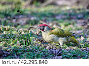 Зеленый дятел Picus viridis. Стоковое фото, фотограф Владимир Глинский / Фотобанк Лори