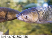 Cyprinus rubrofuscus, the Amur carp in Amur river in Russia. Стоковое фото, фотограф Татьяна Терехина / Фотобанк Лори