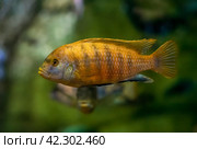 The yellow mbuna (Labeotropheus fuelleborni) Стоковое фото, фотограф Татьяна Терехина / Фотобанк Лори