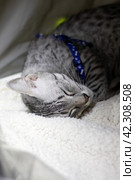 Egyptian Mau gray cat sleeping on a litter. Стоковое фото, фотограф Аксенова Вера / Фотобанк Лори