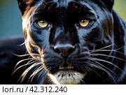 Up close and personal with black panther puma, natural habitat. Showcasing fierce and serious gaze as wild predator in exotic natural world. Animal themes wildlife concept. Copy ad text space. Gen Ai. Стоковое AI-изображение, AI-художник Aleksandr Golubev / Фотобанк Лори