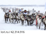Reindeer sleigh racing (2024 год). Редакционное фото, фотограф Art Konovalov / Фотобанк Лори