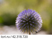 Echinops sphaerocephalus is a type species of plants of the genus Echinops of the Asteraceae family. Стоковое фото, фотограф Evgenii Predibailo / Фотобанк Лори