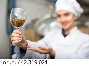 Glass with malted barley grain in hands of female brewmaster. Стоковое фото, фотограф Яков Филимонов / Фотобанк Лори
