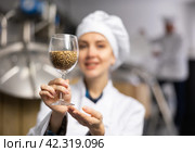 Female brewer demonstrating high quality malted barley grain in glass. Стоковое фото, фотограф Яков Филимонов / Фотобанк Лори