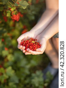 Photo of a red currant in the palms of a girl. Стоковое фото, фотограф Elena Kosinova / Фотобанк Лори