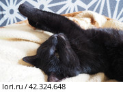 Very black cat sleeps, lying on his back and closing eyes. Nursling lazily rests on beige-brown woolen blanket at home. Pet care. Close-up of cat muzzle with long whiskers. Breeding domestic animals. Стоковое фото, фотограф Юлия Петровская / Фотобанк Лори