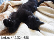 Very black cat sleeps, lying on his back and closing eyes. Nursling lazily rests on beige-brown woolen blanket at home. Pet care. Close-up of cat muzzle with long whiskers. Breeding domestic animals. Стоковое фото, фотограф Юлия Петровская / Фотобанк Лори