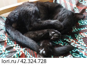 Very black cat sleeps, lying on his back and closing eyes. Nursling lazily rests on brown blanket at home. Pet care. Close-up of cat muzzle with long whiskers. Breeding domestic animals. Стоковое фото, фотограф Юлия Петровская / Фотобанк Лори