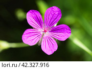 Wild purple flower on a sunny day, macro photo. Geranium sylvaticum. Стоковое фото, фотограф EugeneSergeev / Фотобанк Лори