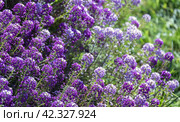 Sweet Allysum in bloom, colorful flowers on a sunny summer day. Lobularia maritima. Стоковое фото, фотограф EugeneSergeev / Фотобанк Лори
