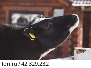 Livestock. The cow is in the pen. The concept of animal husbandry and rural life. Chipping of animals. Chips in the ears of a cow. A pet on a private eco-farm. Agricultural industry. Стоковое фото, фотограф Photojuli / Фотобанк Лори