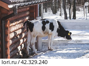 Livestock. The cow is in the pen. The concept of animal husbandry and rural life. Chipping of animals. Chips in the ears of a cow. A pet on a private eco-farm. Agricultural industry. Стоковое фото, фотограф Photojuli / Фотобанк Лори