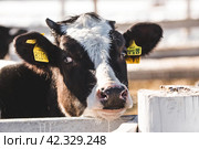 Livestock. The cow is in the pen. The concept of animal husbandry and rural life. Chipping of animals. Chips in the ears of a cow. A pet on a private eco-farm. Agricultural industry. Стоковое фото, фотограф Photojuli / Фотобанк Лори