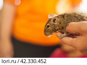 The degu, or Chilean squirrel, is a South American rodent from the eight-toothed family, endemic to Chile. Стоковое фото, фотограф Evgenii Predibailo / Фотобанк Лори