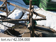 Обезьяны в Московском зоопарке (2024 год) Стоковое фото, фотограф Терехова Марина / Фотобанк Лори