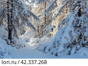 Snow-covered path in the winter forest. There is a lot of snow on the branches of larch trees. Cold snowy weather. Amazing northern nature. Outdoor activities and walks in the winter forest. Стоковое фото, фотограф Андрей Степанов / Фотобанк Лори