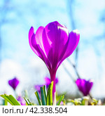 View of blooming crocuses in a clearing in the morning light. Close-up of beautiful blooming crocuses in spring. Стоковое фото, фотограф Артем Лукин / Фотобанк Лори