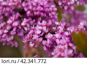 Flowers of Cercis. Стоковое фото, фотограф Яков Филимонов / Фотобанк Лори