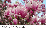 Magnolia is a large genus of flowering plant species in subfamily Magnolioideae of the family Magnoliaceae. Beautiful blooming pink white flowers and buds of magnolia. Magnolia soulangeana in garden. Стоковое видео, видеограф Юлия Петровская / Фотобанк Лори