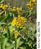 Вербейник обыкновенный (Lysimachia vulgaris) Стоковое фото, фотограф Светлана Кириллова / Фотобанк Лори