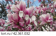 Magnolia is a large genus of flowering plant species in subfamily Magnolioideae of the family Magnoliaceae. Beautiful blooming pink white flowers and buds of magnolia. Magnolia soulangeana in garden. Стоковое видео, видеограф Юлия Петровская / Фотобанк Лори