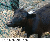 Close up portrait of pretty goat. Concepts of beauty domestic animals. Expressive, original look of goat. Natural lights. Symbol of the 2027 year in the Chinese calendar cyclical. Стоковое фото, фотограф YuryKara / Фотобанк Лори