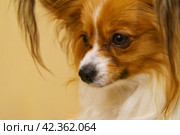 Portrait of a Papillon Purebred Dog inside of house. Attentive animal looks. Concepts of domestic life. Animals theme. Стоковое фото, фотограф YuryKara / Фотобанк Лори