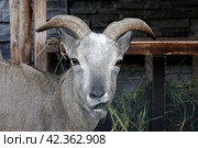 Дагестанский тур (лат. Capra caucasica cylindricornis) в зоопарке (2022 год). Редакционное фото, фотограф Free Wind / Фотобанк Лори