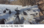 Urban grey pigeons gather food on the spring snow in the park. Close-up shooting. Стоковое видео, видеограф Ярославский Максим / Фотобанк Лори